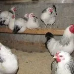 Куры в курятнике