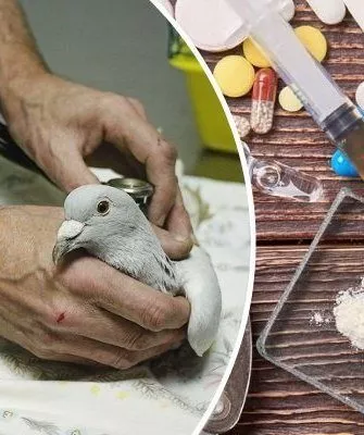 Препараты для голубей