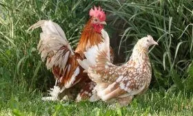 Куры породы Мильфлёр