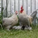 Куры породы Мильфлёр