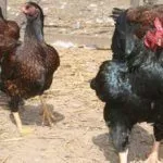 Разведение кур