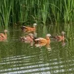 Плавающие утки