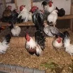 Куры шабо в курятнике