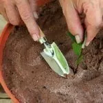 Размножение жимолости