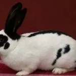 Карликовая бабочка