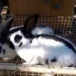 Размножение