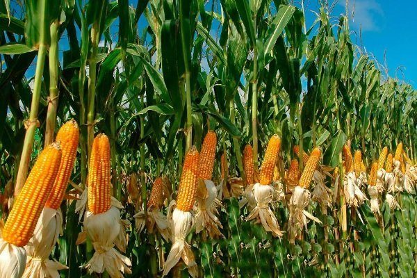 Как растет кукуруза и как ее выращивать?