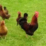 Куры Вельзумер