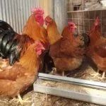 Разведение