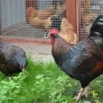 Петух и курица породы Барневельдер