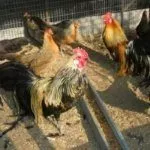 Куры Феникс