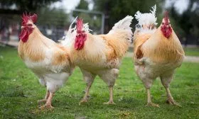 Куры Геркулес