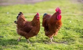 Порода кур Нью-гемпшир