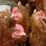 Куры Шейвер Браун