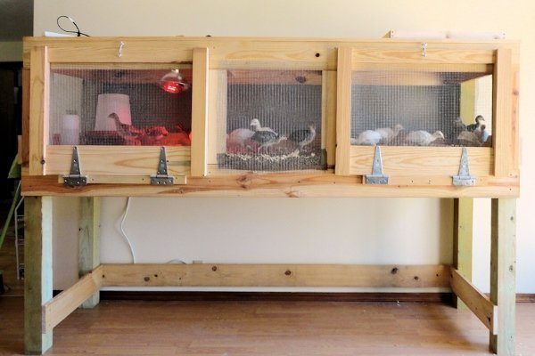 living room brooder small