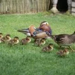 Утки Мандаринки и утята