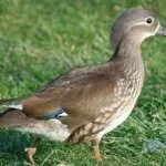 Самка Мандаринки