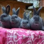 Венские голубые кролики