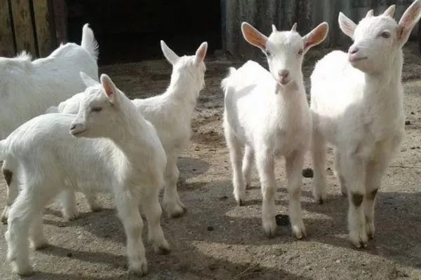Характеристики русской белой породы коз