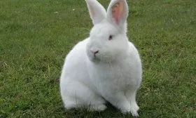 Новозеландский кролик