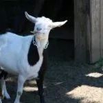 Обморочная порода коз