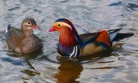 Утка Мандаринка