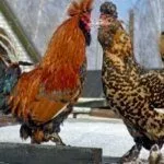 Павловские золотистые