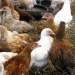 Куры Геркулес