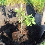 Посадка саженца