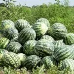 Сбор урожая
