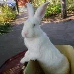 Порода Белый великан