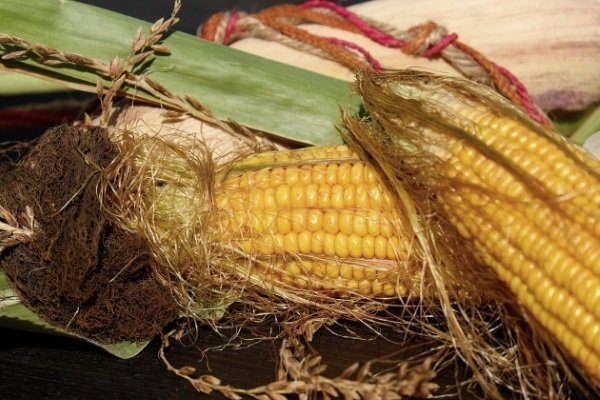Сбор кукурузы