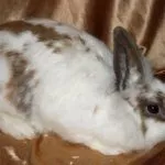 Рейнский кролик