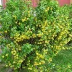 Куст смородины Золотистая