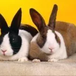 Голландский кролик