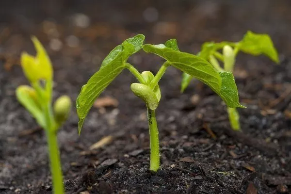 Спаржевая фасоль: выращивание и уход в открытом грунте, болезни ивредители, сбор и хранение урожая