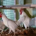 Условия для кур