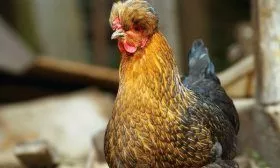 Русская хохлатая курица