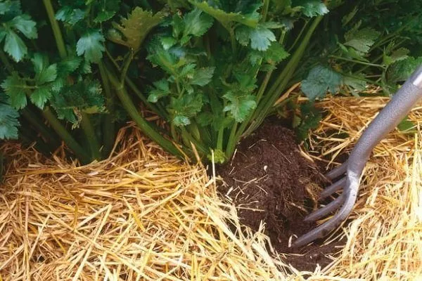 Выращивание корневого сельдерея: посадка и уход, лучшие сорта, отзывы