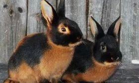 Чёрно-огненный кролик