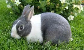 Голландский