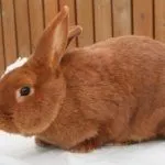 Красные новозеландские кролики