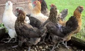 Курочки Амераукана