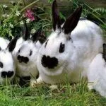 Крольчиха с крольчатами