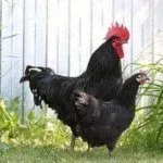 Порода кур Синь Синь Дянь