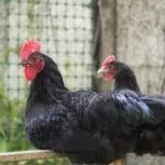 Порода Синь Синь Дянь