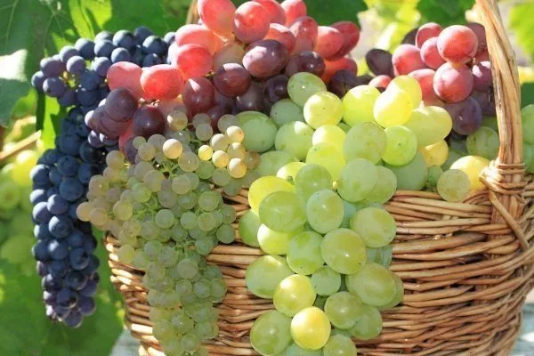Самые морозостойкие сорта винограда: названия, фото, описание и  характеристики