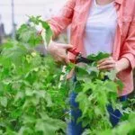 Обрезка смородины