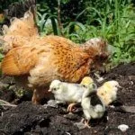 Курица и цыплята