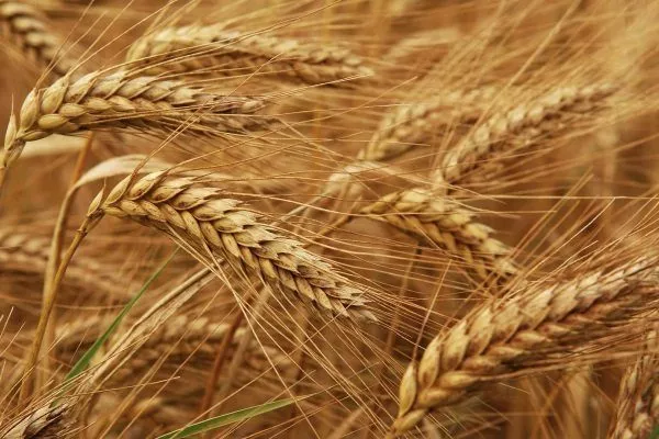 Украина запретила ввоз из России пшеницы, масла и бумаги